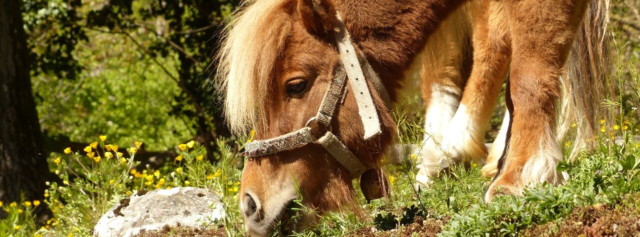 Herbs that are of benefit to horses