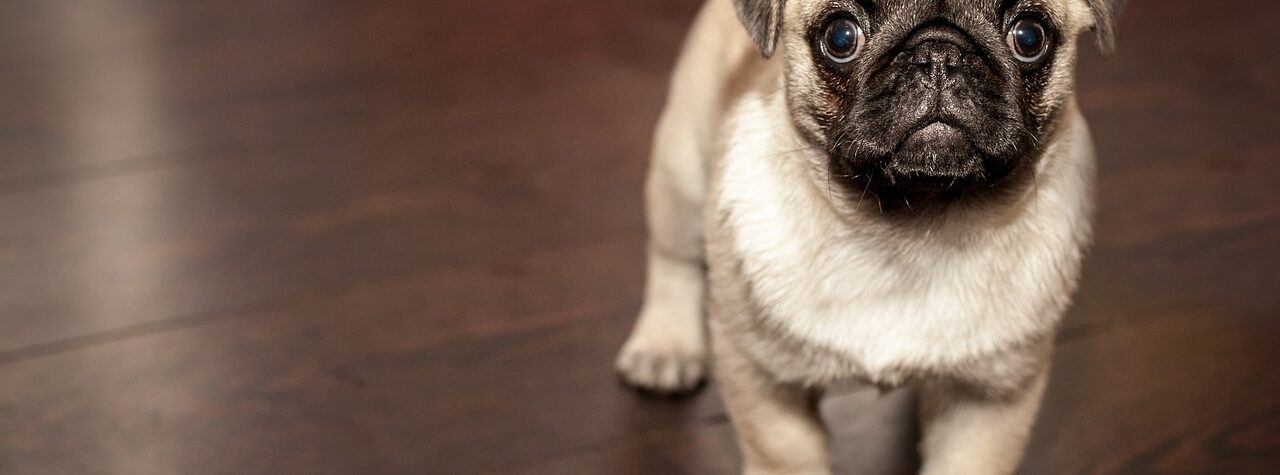 Benefits Of A Doggie Day Care