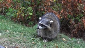 wildlife animal