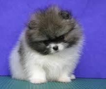 cute puppy