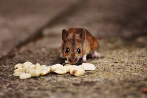 rat