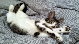 cat lying on the couch